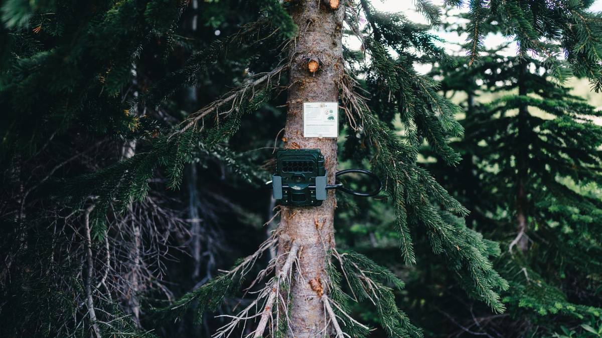 best trail camera